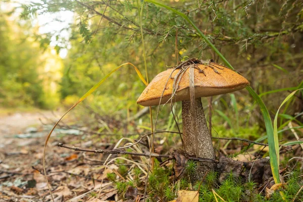 Birch sonbahar ormanlarında mantar topluyor. — Stok fotoğraf