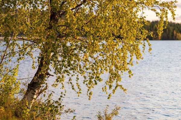 Finlandiya 'da göl kıyısında güzel sonbahar huş ağaçları. — Stok fotoğraf