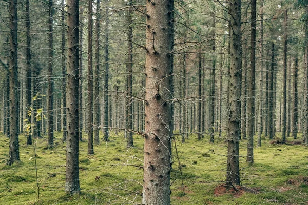 Mystisk tall- och granskog med grön mossa. — Stockfoto