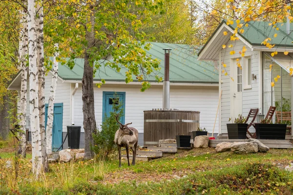 Wild reindeer at the backyard of finnish country house with small outdoor sauna — Stock Photo, Image