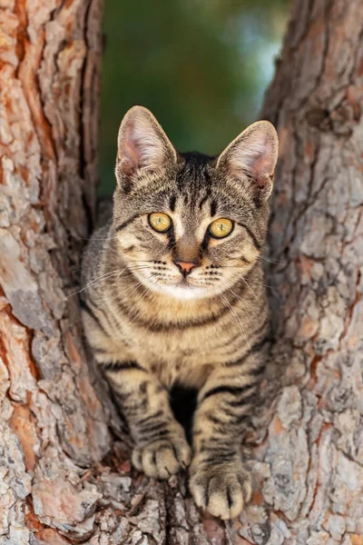 Portrait of the domestic cat on the tree — Stock Photo, Image