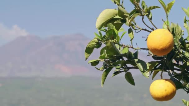 Спелые апельсины висят на дереве с вулканом Этна в Сицилии, Италия — стоковое видео