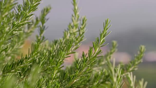 Fresh rosemary herb grows outdoor — Stock Video