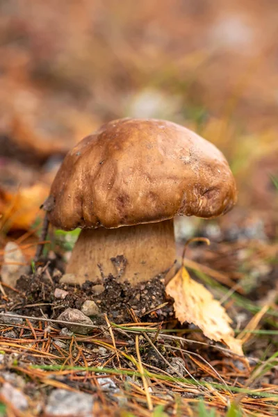 Boletus edulis fungo commestibile nella foresta autunnale da vicino — Foto Stock