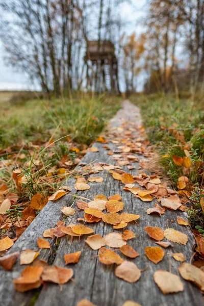 Autumn yellow leaves on wooden background close up — Stock Photo, Image