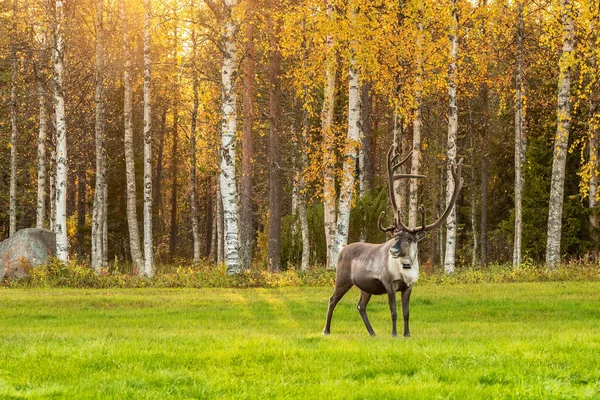 Τάρανδοι βόσκησης στο πράσινο πεδίο με σημύδες δάσος στο παρασκήνιο στη Λαπωνία, Βόρεια Φινλανδία — Φωτογραφία Αρχείου