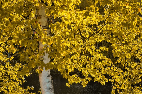 Όμορφη σημύδα με κίτρινα φθινοπωρινά φύλλα — Φωτογραφία Αρχείου