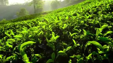 Hindistan, Kerala eyaletinde Munnar 'da çay çalılarının üzerinde taze yeşil çay yaprakları.