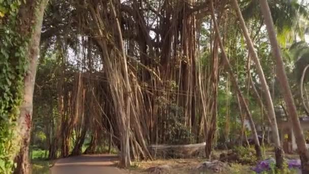 Dirigindo através da bela árvore banyan na Índia — Vídeo de Stock