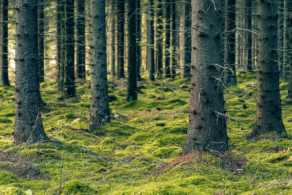 Mystiske furutrær og furutrær med grønn mose. – stockfoto