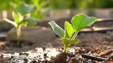 Bahçe yataklarının otomatik sulanması. Drenaj sulama sistemini kapat 