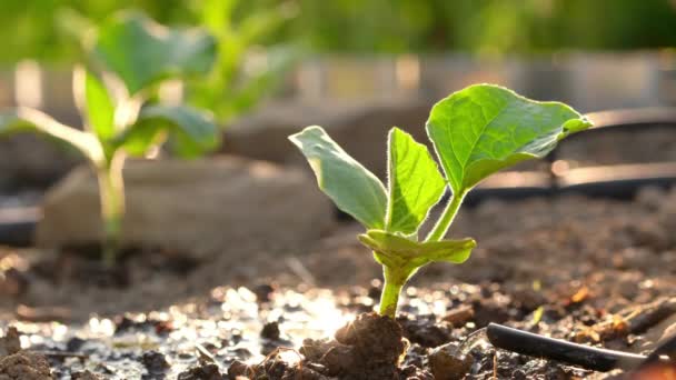 Automatische Bewässerung der Gartenbeete. Tropfbewässerungssystem aus nächster Nähe — Stockvideo