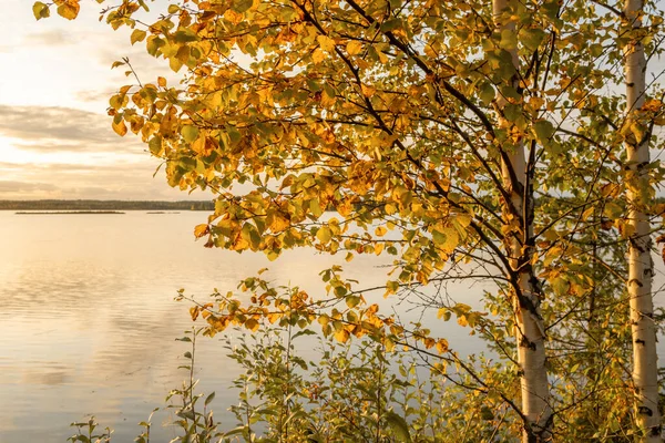 Hermoso abedul de otoño en la costa del lago en Finlandia. — Foto de Stock