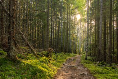 Mistik çam ağaçları ve yeşil yosunlu köknar ağaçları arasında yol.