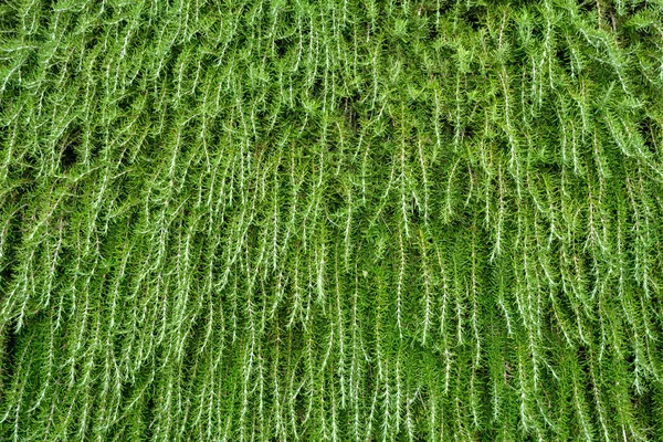 Zöld növények a falon háttér — Stock Fotó