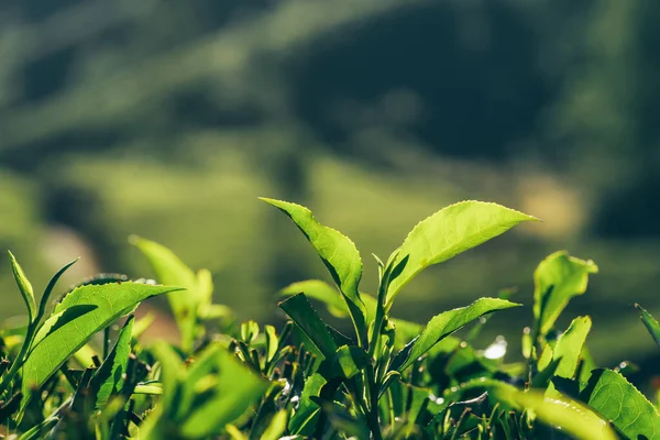 Folhas de chá verde fecham em plantações de chá em Munnar, Índia — Fotografia de Stock