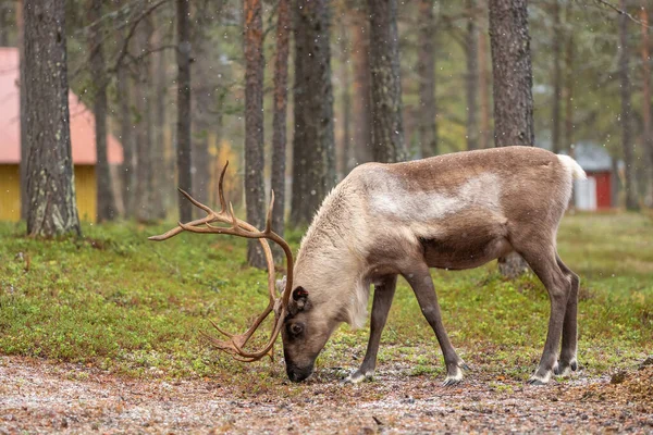 Пасуться дикі північні олені в соснових лісах Лапландії (Північна Фінляндія).. — стокове фото