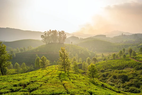 Teeplantagen in Munnar, Kerala, Indien — Stockfoto