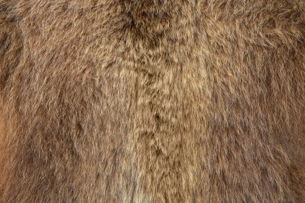 Brązowy niedźwiedź Ursus arctos tekstura futra — Zdjęcie stockowe