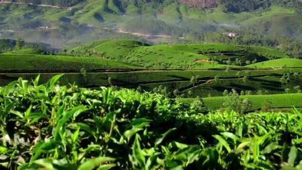 Plantaciones de té en Munnar, Kerala, India — Vídeos de Stock