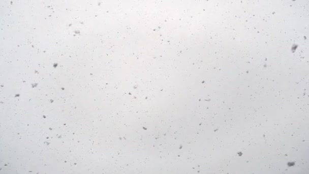 Schnee fällt in Zeitlupe — Stockvideo