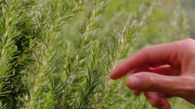 Taze biberiye dışarıda yetişir.