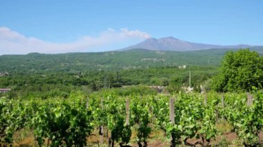 Sicilya üzüm bağları. Sicilya, İtalya 'da arka planda Etna volkanı patlaması.