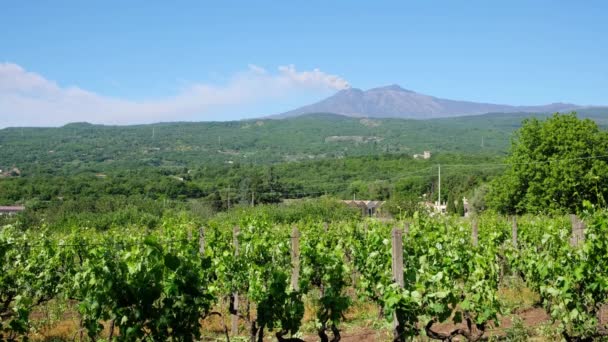 Siciliaanse wijngaarden met vulkaanuitbarsting Etna op de achtergrond in Sicilië, Italië — Stockvideo