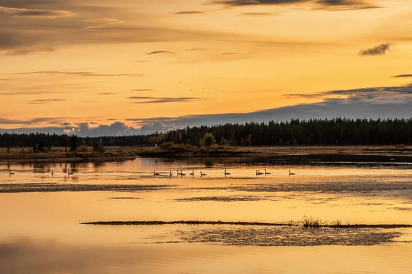 日落时芬兰湖上的天鹅 — 图库照片