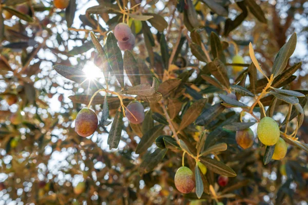 Оливки на разных стадиях созревания — стоковое фото