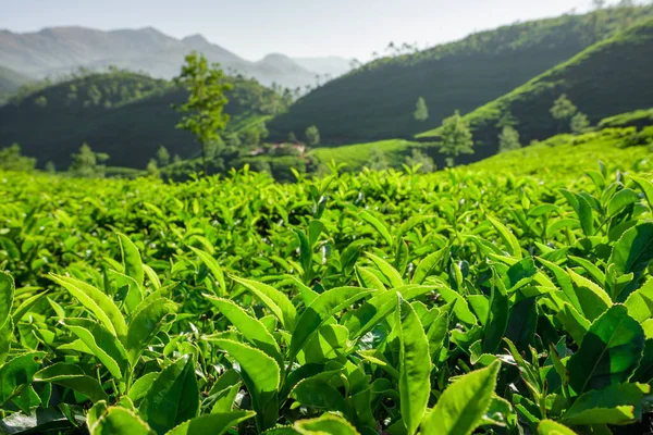 Plantations de thé en Munnar, Kerala, Inde — Photo