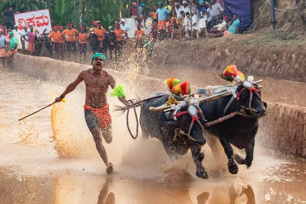 Kambala o Kambla, un deporte anual de carreras de búfalos realizado en arrozales en el estado de Karnataka, India — Foto de Stock