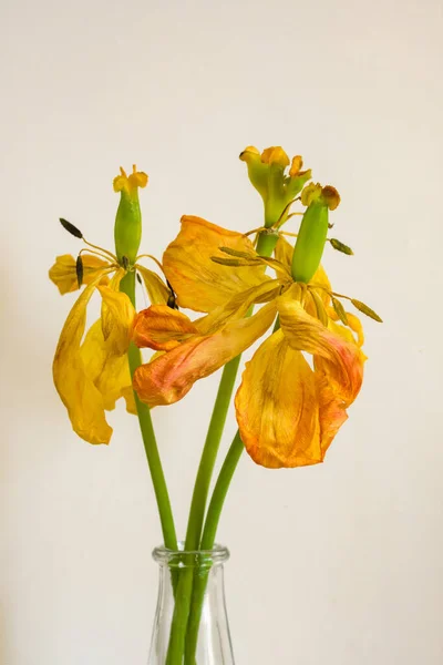 Wilted bouquet of yellow tulips close up — Stock Photo, Image