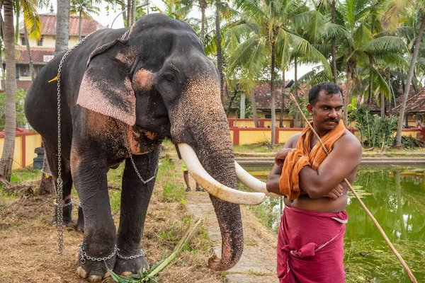Unidentified indian man standing near by temple elephant in Cochin, Kerala state, India — Stock Photo, Image