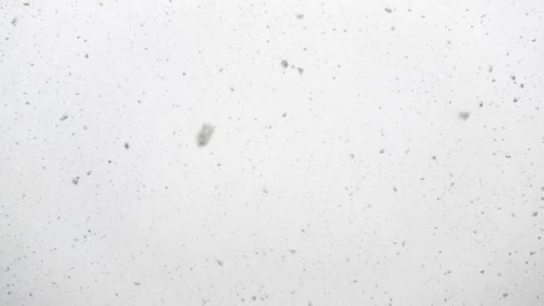 Heftiger Schneefall im Winter — Stockvideo