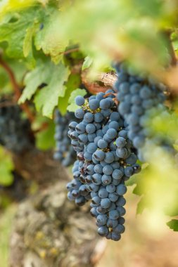 Sarmaşıkta olgun, siyah üzümlerden oluşan bir demet yakın plan. Üzüm bağında yetişen koyu mavi üzüm dalları. Sonbaharda şarap hasat mevsimi. Fransa 'da Vinikulture