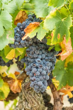 Sarmaşıkta olgun, siyah üzümlerden oluşan bir demet yakın plan. Üzüm bağında yetişen koyu mavi üzüm dalları. Sonbaharda şarap hasat mevsimi. Fransa 'da Vinikulture