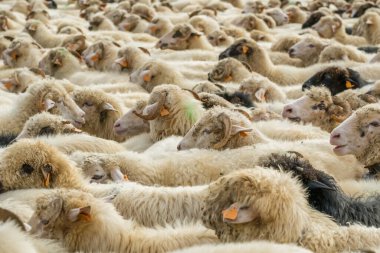 Güney Polonya 'daki geleneksel Redyk Günü kutlamaları sırasında ağıldaki büyük bir koyun sürüsü. O gün Karpatyalı çobanlar kış mevsiminde dağlarda otlayan koyunlardan köylere doğru yol alırlar.