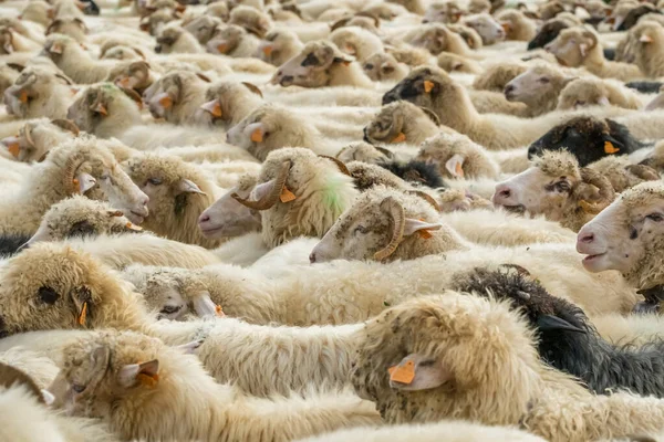 Güney Polonya 'daki geleneksel Redyk Günü kutlamaları sırasında ağıldaki büyük bir koyun sürüsü. O gün Karpatyalı çobanlar kış mevsiminde dağlarda otlayan koyunlardan köylere doğru yol alırlar.