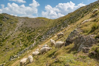 Büyük bir koyun sürüsü, Güney Avrupa 'da koyun peyniri üretimi ve mandırasıyla bilinen İspanya ile Fransa arasındaki sınırda Pireneler' deki yeşil çimlerde otluyor.