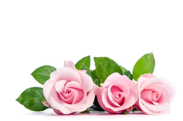 Tre Rosa Rosa Sdraiato Sfondo Bianco — Foto Stock