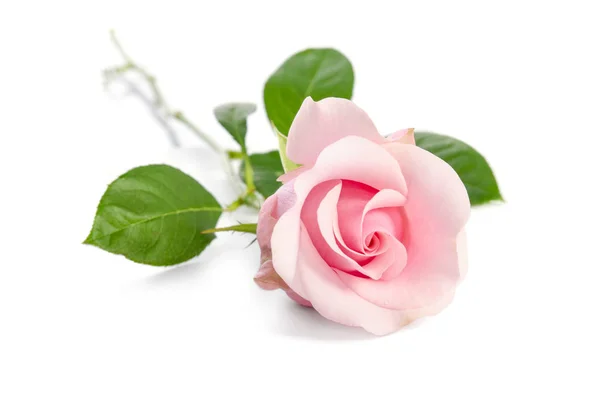 孤立在白色背景上的单个粉红玫瑰 — 图库照片