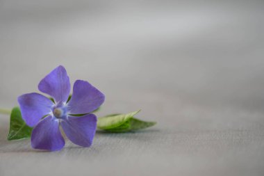 hafif ahşap zemin üzerine Cezayir menekşesi