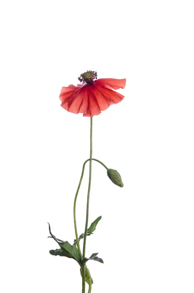 Roter Mohn Isoliert Auf Weißem Hintergrund — Stockfoto