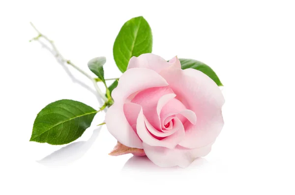 Singola Rosa Isolata Sfondo Bianco — Foto Stock