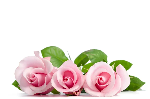 Trois Rose Rose Couché Sur Fond Blanc — Photo