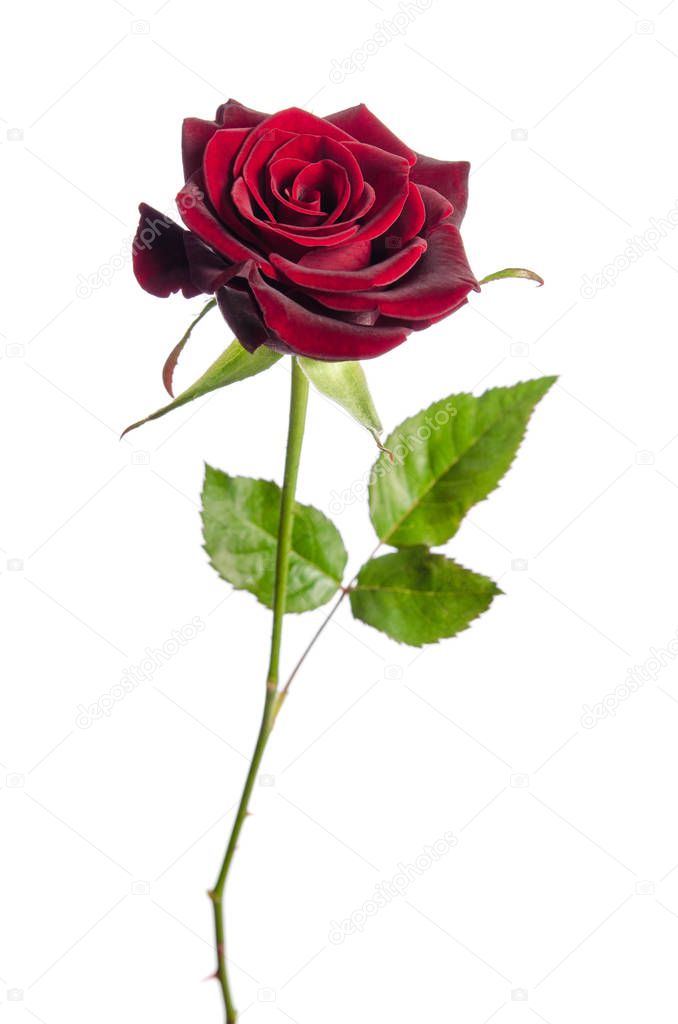 single red rose isolated on white background