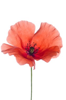 Kırmızı haşhaş beyaz arkaplanda izole edildi