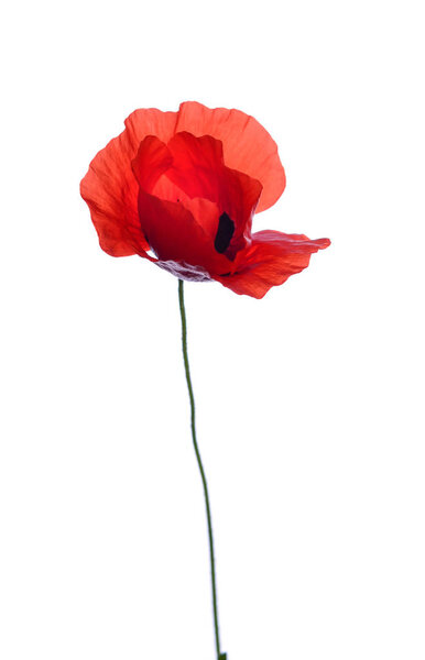 red poppy isolated on white background
