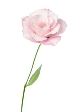 Güzel Eustoma çiçeği beyaz arkaplanda izole edilmiş.